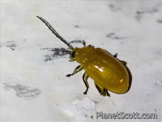 Flea Beetle (Parchicola sp)