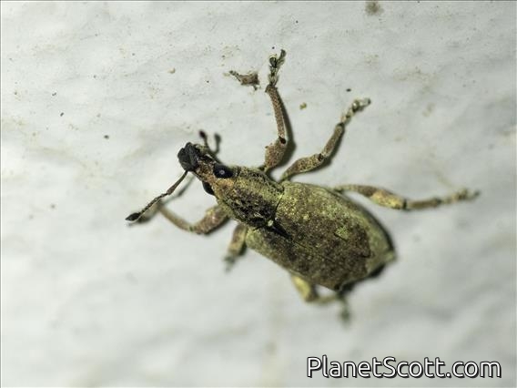 Broad-nosed Weevil (Claeoteges virosa)
