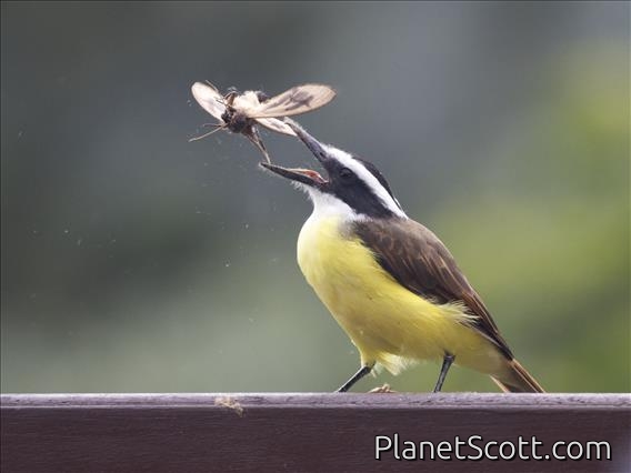 Great Kiskadee (Pitangus sulphuratus)
