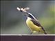 Great Kiskadee (Pitangus sulphuratus)