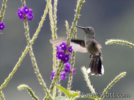 Scaly-breasted Hummingbird (Phaeochroa cuvierii)