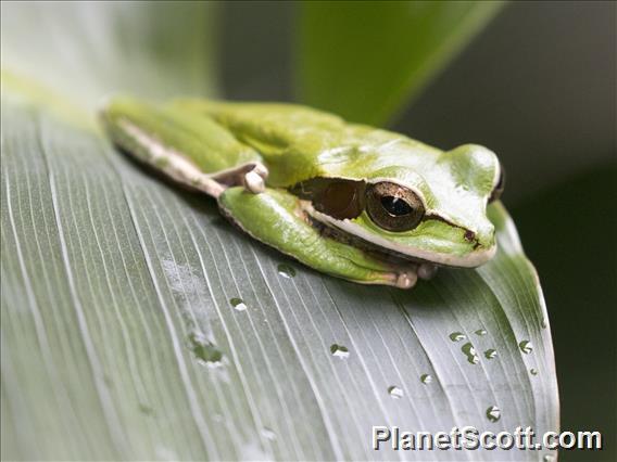 Masked Tree Frog (Smilisca phaeota)