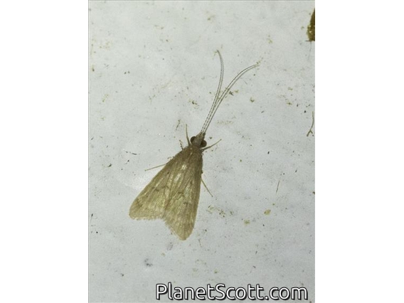 Net-spinning Caddisfly (Smicridea sp)