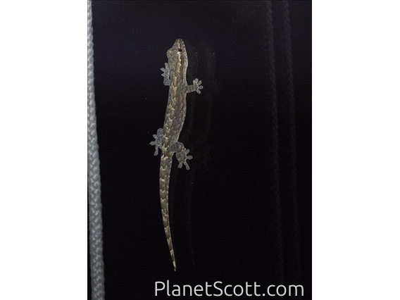 Mourning Gecko (Lepidodactylus lugubris)
