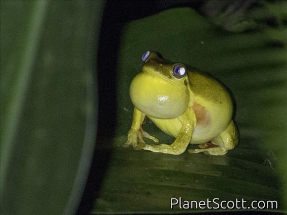 Mahogany Tree Frog (Tlalocohyla loquax)