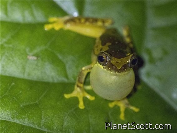 Harlequin Treefrog (Dendropsophus ebraccatus)