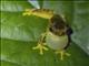 Harlequin Treefrog (Dendropsophus ebraccatus)