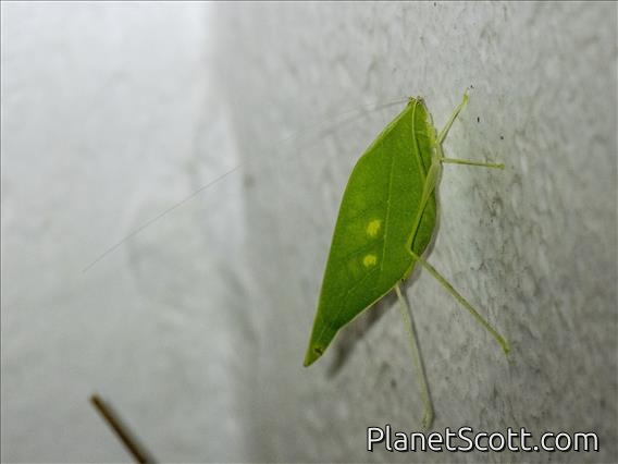 Leaf Katydid (Viadana sp)