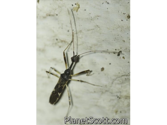 Long-necked Seed Bug (Myodocha intermedia)