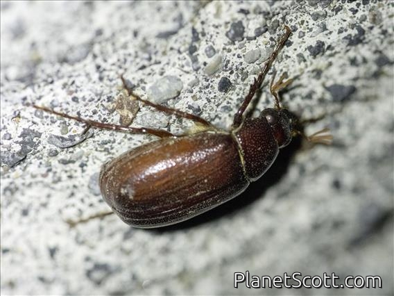 May Beetle (Phyllophaga sp)