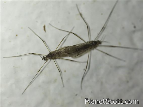 Non-biting Midge (Chironomidae sp)