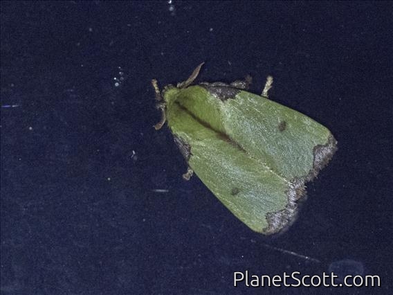 Slug Caterpillar Moth (Parasa wellesca)