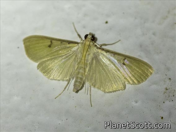 Pearl Moth (Spilomelinae sp)