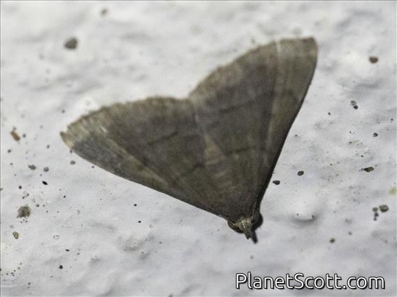 Dusky Herpetogramma Moth (Herpetogramma phaeopteralis)