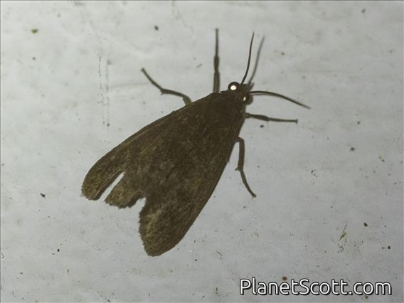Tiger Moth (Erebidae sp)