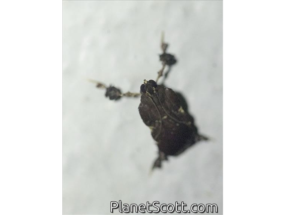 Jewel Caterpillar Moth (Dalcerinae sp)