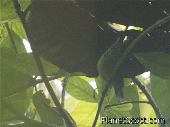 Checker-throated Stipplethroat (Epinecrophylla fulviventris)