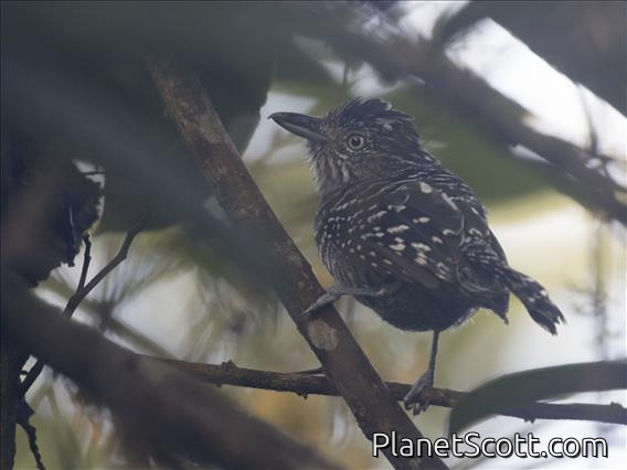 Barred Antshrike (Thamnophilus doliatus)