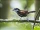 Bay Wren (Cantorchilus nigricapillus)