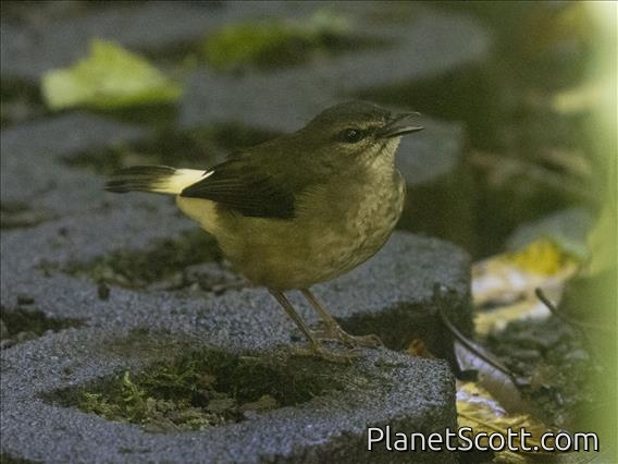 Buff-rumped Warbler (Myiothlypis fulvicauda)