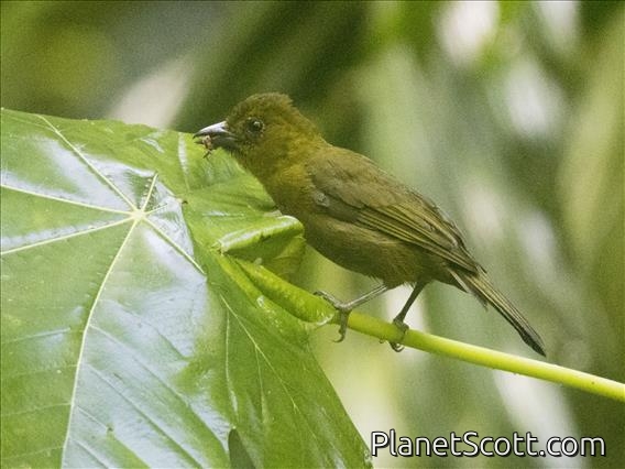 Carmiol's Tanager (Chlorothraupis carmioli)