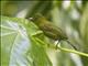 Carmiols Tanager (Chlorothraupis carmioli)