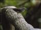 Louisiana Waterthrush (Parkesia motacilla)
