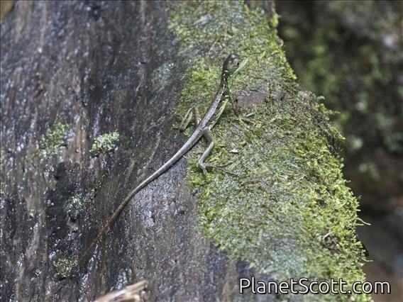 Green Basilisk (Basiliscus plumifrons)