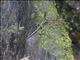 Green Basilisk (Basiliscus plumifrons)