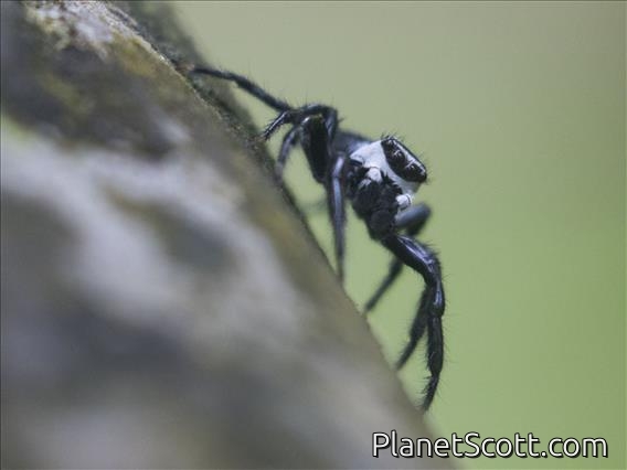 Jumping Spider (Phiale formosa)
