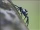 Jumping Spider (Phiale formosa)