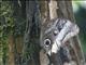 Banded Owl-Butterfly (Caligo atreus)