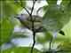 Ochre-bellied Flycatcher (Mionectes oleagineus)