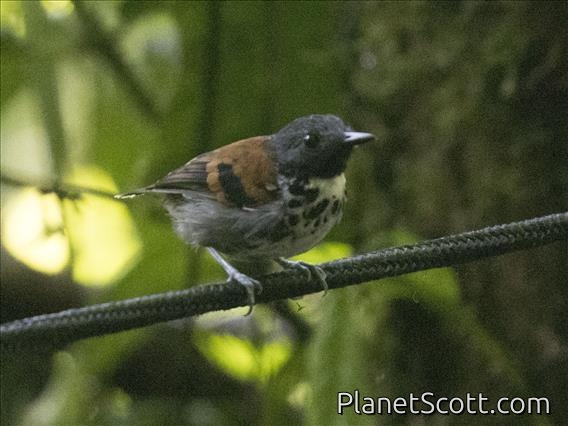 Spotted Antbird (Hylophylax naevioides)