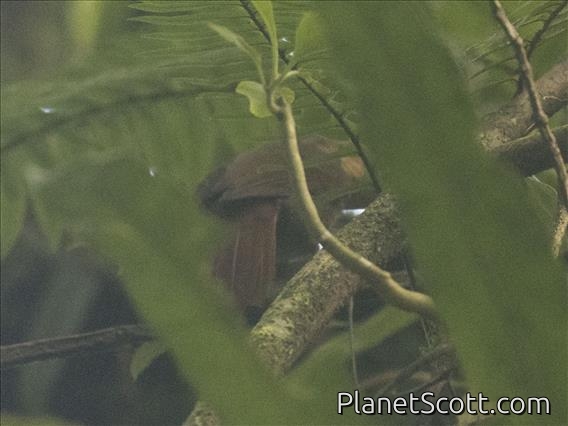 Fawn-throated Foliage-gleaner (Automolus cervinigularis)