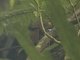 Fawn-throated Foliage-gleaner (Automolus cervinigularis)