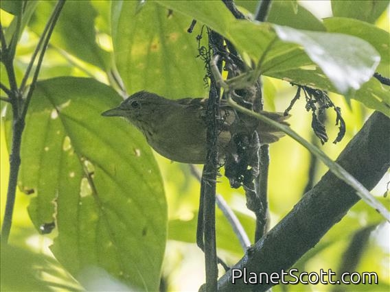 Streak-crowned Antvireo (Dysithamnus striaticeps)