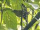 Streak-crowned Antvireo (Dysithamnus striaticeps)