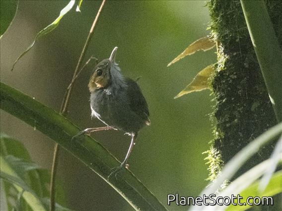 Tawny-faced Gnatwren (Microbates cinereiventris)