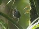 Tawny-faced Gnatwren (Microbates cinereiventris)