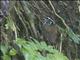 White-breasted Wood-Wren (Henicorhina leucosticta)