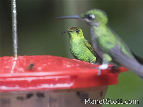 Coppery-headed Emerald (Microchera cupreiceps)
