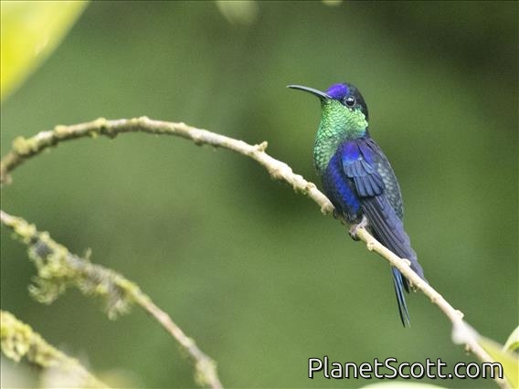 Crowned Woodnymph (Thalurania colombica) - Male