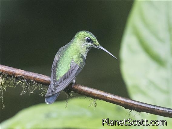 Green-crowned Brilliant (Heliodoxa jacula) - Female
