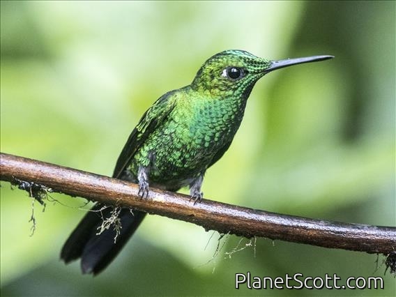 Green-crowned Brilliant (Heliodoxa jacula) - Male
