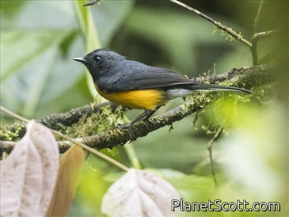 Slate-throated Redstart (Myioborus miniatus)