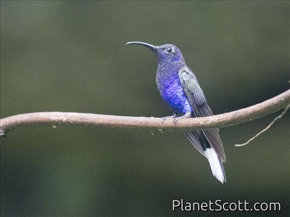 Violet Sabrewing (Campylopterus hemileucurus) - Male
