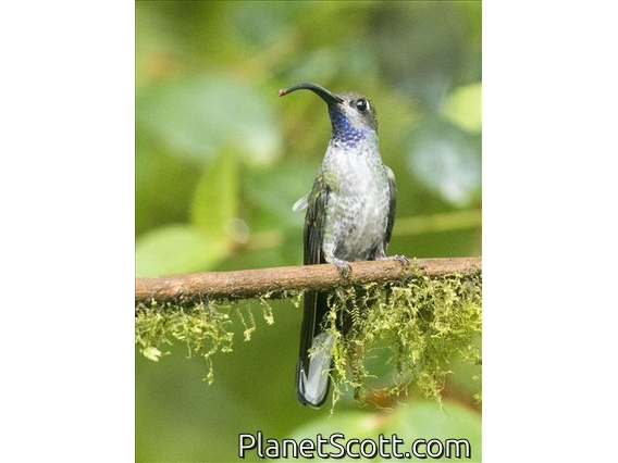 Violet Sabrewing (Campylopterus hemileucurus) - Female