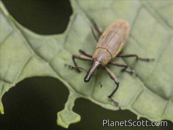 Weevil (Lixus apterus)
