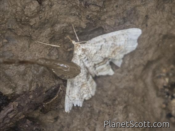 Crambid Snout Moth (Crambidae sp)